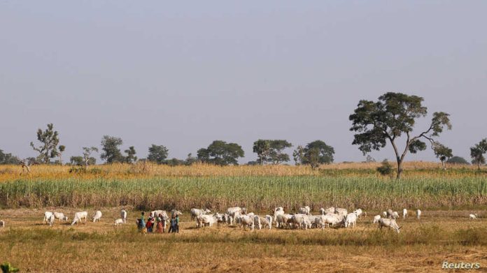 Herders graze a field with their livestocks on the outskirt of Zaria in Nigeria's northern state of Kaduna